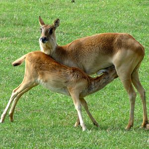 Mrs Gray's lechwe (Kobus megaceros)