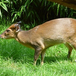 Reeves's muntjac (Muntiacus reevesi)