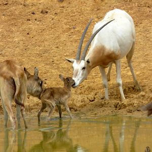 Mrs Gray's lechwe and scimitar oryx