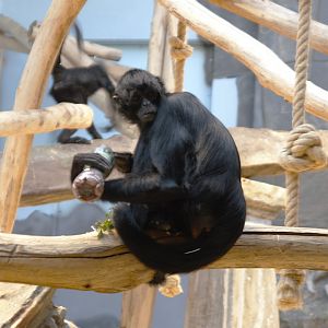 Colombian Black Spider Monkey (Ateles fusciceps rufiventris)