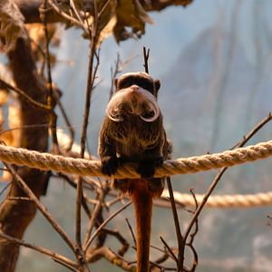 Bearded Emperor Tamarin (Saguinus imperator subgrisescens)