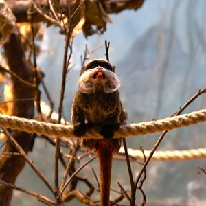 Bearded Emperor Tamarin (Saguinus imperator subgrisescens)