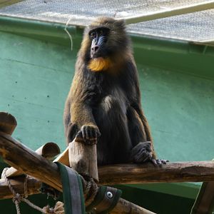 Mandrill (Mandrillus sphinx)