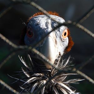Vulturine Guineafowl (Acryllium Vulturinum)