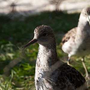 Ruff (Calidris Pugnax)