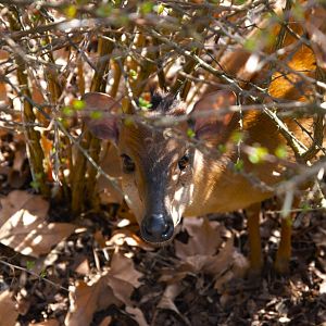 Red Duiker (Cephalophus Natalensis)
