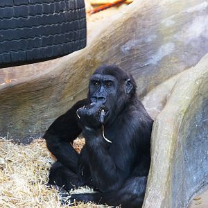 Western Lowland Gorilla (Gorilla Gorilla Gorilla)