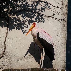 Yellow-billed Stork (Mycteria Ibis)