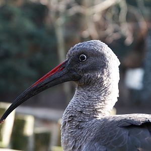 Hadada Ibis (Bostrychia Hagedash)