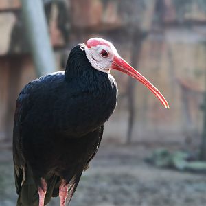Southern Bald Ibis (Geronticus Calvus)