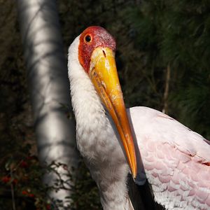 Yellow-billed Stork (Mycteria Ibis)