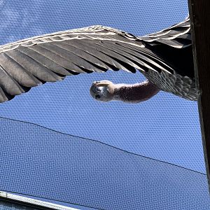 Common Rueppell’s Griffon Vulture (Gyps Ruepelli Ruepelli)
