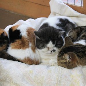 Domestic cats, Contact Animals area