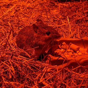 Amami Spiny Rat (Tokudaia osimensis)