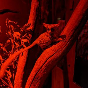 Senegal Bushbaby (Galago senegalensis)