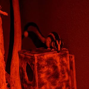 Striped Possum (Dactylopsila trivirgata)