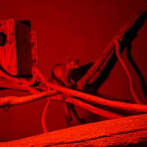 Kinkajou (Potos flavus)