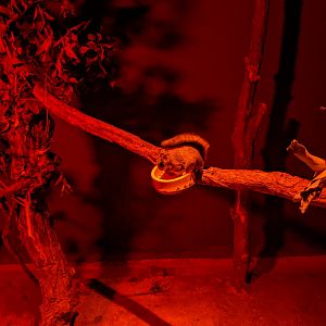 Japanese Dwarf Flying Squirrel (Pteromys momonga)