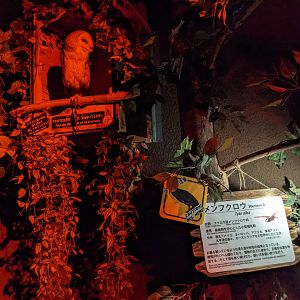 Barn Owl (Tyto alba)