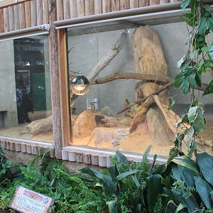 Enclosure for Sand Cats (Felis margarita)