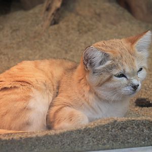 Sand Cat (Felis margarita)