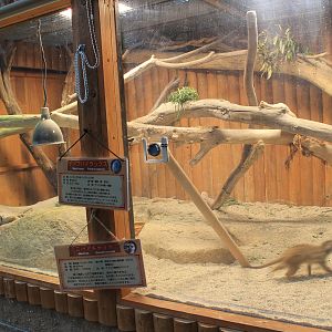 Rock Hyrax and Meerkat