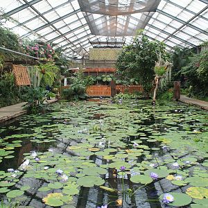 Tropical waterlily pool