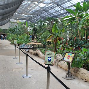 Greenhouse enclosure for Shoebill (Balaeniceps rex)