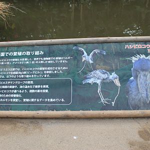 Signage for Shoebill (Balaeniceps rex)