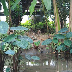 Japanese Night Heron (Gorsachius goisagi)