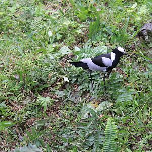 Blacksmith Plover (Vanellus armatus)