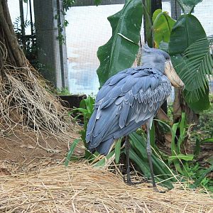 Shoebill (Balaeniceps rex)