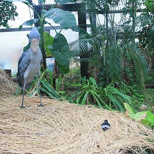 Shoebill and Blacksmith Plover