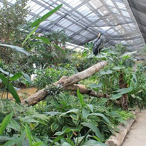 Greenhouse enclosure for Shoebill (Balaeniceps rex)