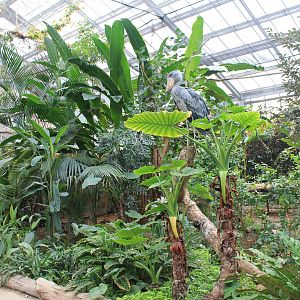 Greenhouse enclosure for Shoebill (Balaeniceps rex)