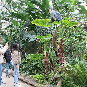 Greenhouse enclosure for Shoebill (Balaeniceps rex)