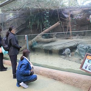 Enclosure for Pallas' Cat (Otocolobus manul)