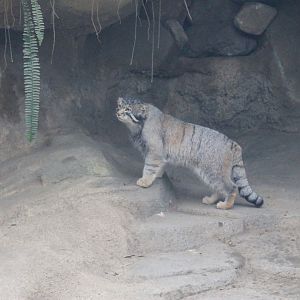 Pallas' Cat (Otocolobus manul)