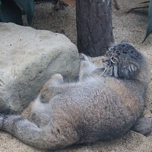 Pallas' Cat (Otocolobus manul)
