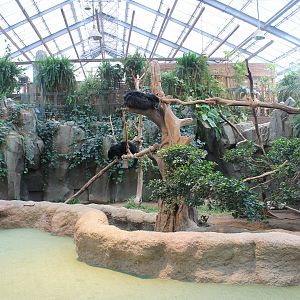 Enclosure for Binturongs (Arctictis binturong)
