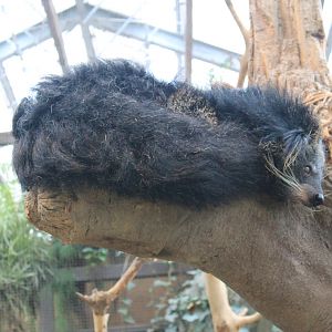 Binturong (Arctictis binturong)
