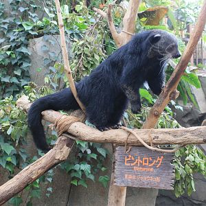 Binturong (Arctictis binturong)