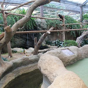 Enclosure for Red Pandas (Ailurus fulgens)