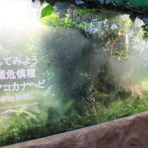 Tank for Miyako Grass Lizards (Takydromus toyamai)