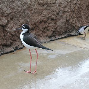 Black-necked Stilt (Himantopus mexicanus)