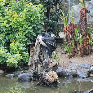 Marabou (Leptoptilos crumenifer)