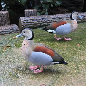 Ringed Teal (Callonetta leucophrys)