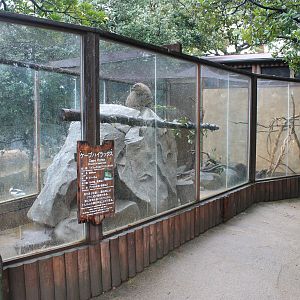 Cape Rock Hyrax (Procavia capensis)