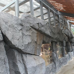 Enclosure for Serval (Leptailurus serval)