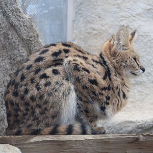 Serval (Leptailurus serval)